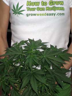 Πώς να αυξηθεί τη μαριχουάνα σας - από GrowWeedEasy.com